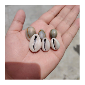 Conchas de cauri pequeñas de alta calidad de Vietnam, secas limpias, color blanco natural, vacías y listas para el comercio de exportación - Product Image 1