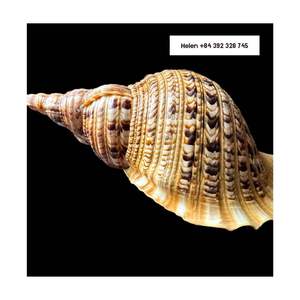 Trompette Triton Sea Shell Conch Shell Artisanat naturel du Vietnam Big Shell pour l'artisanat [Ws0084392328745] - Product Image 6