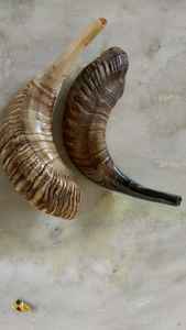 Cuerno de Shofar Natural de Tamaño Personalizado, Cuerno de Kudu y Carnero Pulido, Artesanía de Cuerno de Oveja para Empresa de Fabricación India, Venta desde India - Product Image 3