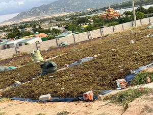 HIGH-QUALITY DRIED <b>SEA</b> <b>MOSS</b> - WHOLESALE & BULK SUPPLY AT THE BEST PRICE - VIETNAMESE PRODUCER LOCAL - Product Image 3