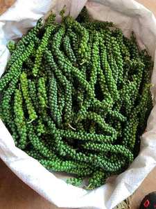 Pimienta Verde Fresca de Alta Calidad con Tallo, Suministro de Vietnam para Importadores y Distribuidores - Product Image 3