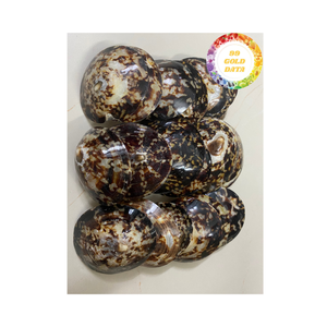 เปลือกหอยลิมเพตขัดเงาแบบแฮนด์เมดเวียดนามพื้นผิวมันวาวเหมาะสำหรับงานฝีมือและการตกแต่งของขวัญ - Product Image 5