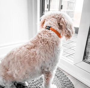 Collar ecológico hecho a mano para perros, cachorros, gatos | Collar de perro personalizado | Collar de perro suave-Algodón reciclado de alta calidad - Product Image 2