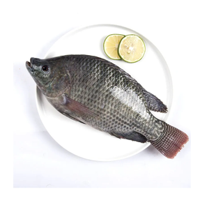 Tilapia Negra Congelada - Compra al por Mayor de Tilapia Negra para Procesamiento de Alimentos - Product Image 6