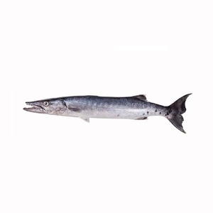 Barracuda Rond Entier Poisson Barracuda Congelé - Product Image 4