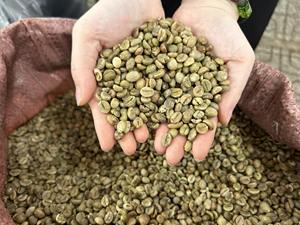 Granos de café Robusta de Vietnam Premium, aroma fuerte, sabor amargo audaz, Crudo y tostado a granel a precio competitivo - Product Image 2