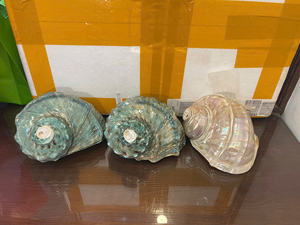 Matériau océanique vietnamien naturel coquillage parfait pour l'artisanat, la décoration intérieure et la fabrication de bijoux - Product Image 4