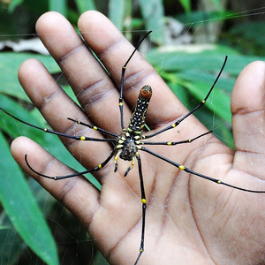 Fendeuse de bois robuste, machine puissante pour le traitement du bois de chauffage et du bois d'œuvre - Product Image 1