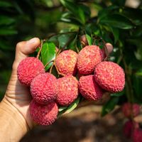 Vietnamese biologische premium rijpe dadels, hoge kwaliteit, vers, sappig, zoet, rode schil, Luc Ngan, 10mm, 10kg doos, voedselkwaliteit, export, 12 stuks