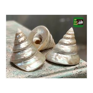 เปลือกหอยเคลือบเงาสีเทาสดใสทำจากเวียดนาม - Product Image 3