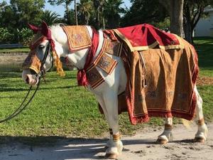 Traje de caballo bordado para boda india Traje de caballo decorado para boda hindú Traje de caballo bordado para boda india Traje de caballo bordado - Product Image 5