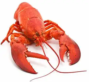 Beli Lobster merah Kanada dengan harga grosir | Salam merah dari Kanada