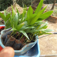Palmier Areca vivant de qualité supérieure, plante tropicale à croissance rapide pour l'aménagement paysager intérieur et extérieur et la décoration intérieure