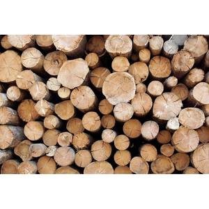 Bois de charpente de qualité supérieure avec une excellente finition pour les meubles et les armoires - Product Image 6