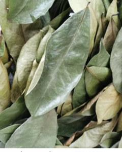 Hojas de guanábana secas de Vietnam, suministro a granel para exportación - Product Image 4