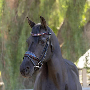 Snaffle Bridle Saisonnier Vieux Serpent certifié ISO 9001 personnalisable sur demande expédition en gros sur mesure - Product Image 2