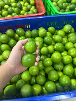 Citrons verts frais sans pépins du Vietnam saveur juteuse et acidulée de qualité supérieure emballés pour l'exportation en gros et au détail
