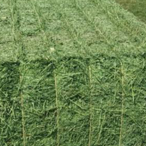 Proveedores de Heno de Alfalfa de Alta Calidad para Alimentación Animal, Heno de Alfalfa/Timothea en Venta - Product Image 6