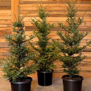 Sapin de Fraser de 8 pieds, fraîchement coupé, parfum intense, idéal pour les traditions familiales de vacances - Product Image 4