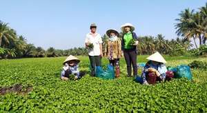 Vente en gros de poudre de Centella Asiatica-Select 2023 de haute qualité - Product Image 5