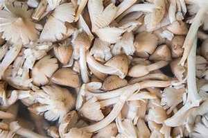 TERMITE SÉCHÉ NATUREL CHAMPIGNON À BASE DE PLANTES ÉTIQUETTE PROPRE SUPERALIMENT INIMMUNITAIRE - Product Image 6