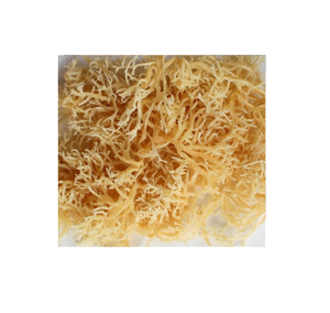 Embalaje de bolsa sazonada de alta calidad para Wildcrafted Eucheuma Cottonii Nori Sea Moss algas frescas secas con proceso de secado de anuncios - Product Image 2