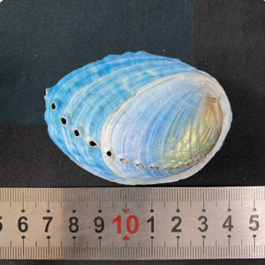 Concha de Abulón Azul de Vietnam Seleccionada a Mano, Concha Natural del Océano para Manualidades Costeras y Proyectos de Decoración - Product Image 5