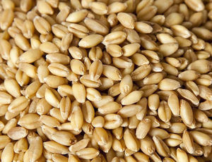 Poudre d'extrait d'orge biologique séchée de qualité alimentaire, supplément de malt d'orge, graines d'orge, durée de conservation de 2 ans - Product Image 2