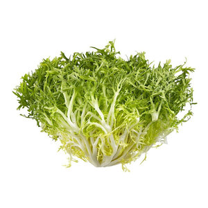 Proveedor mayorista a granel de endivia achicoria: verduras de hoja amarga de grado superior más vendidas - Product Image 1