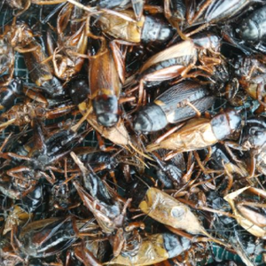 GRILLOS DE CAMPO SECO AL POR MAYOR PARA INDUSTRIA DE ALIMENTOS | CERTIFICADO HACCP - Product Image 6