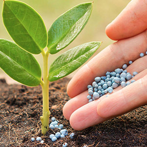 Fournisseur en gros d'engrais à base de nitrate soluble pour l'agriculture pour plantes d'intérieur, succulentes et hydroponiques - Product Image 5