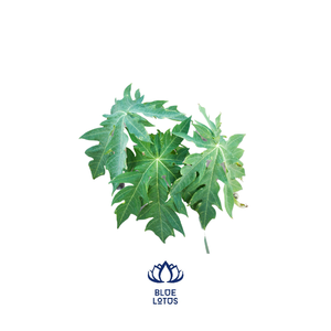 Produit de haute qualité du vietnamien, feuilles de papaye à prix élevé - Product Image 1