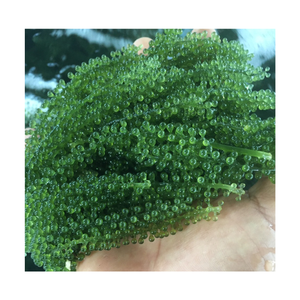 องุ่นทะเลแห้ง Caulerpa lentillifera สาหร่ายทะเลสีเขียวแห้งผักทะเลมอสแห้งองุ่นทะเลกินได้ - Product Image 2