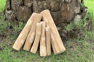 Vente en gros de bâtonnets à mâcher vietnamiens pour chiens à prix très compétitif Bâtonnets à mâcher en bois de café pour chiens Bâtonnets à mâcher en bois naturel - Product Image 5