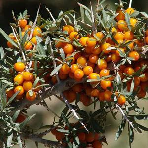 Poudre d'extrait de graine d'argousier d'approvisionnement d'usine et poudre lyophilisée de jus de fruit d'argousier d'Inde - Product Image 3