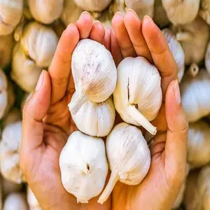 Wholesale Organic Fresh Garlic For Sale / New fresh black garlic black garlic supplier / Normal white garlic