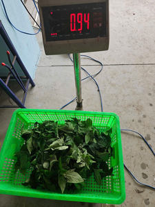 Feuille de manioc congelée prête pour les producteurs de repas surgelés Marques d'épicerie et distributeurs internationaux en vrac - Product Image 3