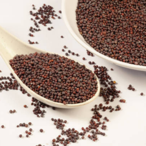 Graines de moutarde noire 100% naturelles de qualité supérieure, vente en gros, approvisionnement en vrac, prêtes à l'exportation, emballage personnalisé, moutarde noire gujaratienne brute 24 - Product Image 3