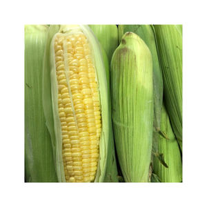 Meilleure qualité en vrac de maïs jaune d'origine brésilienne pour l'alimentation des animaux-Vente en gros - Product Image 3