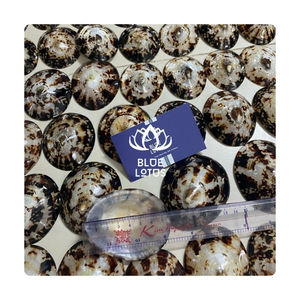 Coquille de limpet de qualité supérieure, qualité immaculée pour la décoration intérieure haut de gamme et matériau durable pour les arts artisanaux traditionnels - Product Image 1