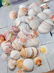 300 Piezas de Conchas Marinas Blancas Pequeñas de 1.5''-2'', Manualidades, Relleno para Jarrones, Pintura, Decoración para Bodas en la Playa, Navidad, Conchas Naturales - Product Image 6
