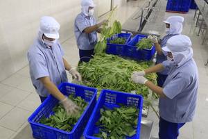 Feuilles de manioc congelées IQF classiques, en vrac OEM du Vietnam, de haute qualité, de qualité alimentaire, prêtes pour la vente en gros mondiale, expédition rapide - Product Image 5