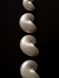 Spirale Marine Shell Poli Décoratif Artisanat Matériel Accueil Affichage Ornement Exportation Vietnam Source - Product Image 5