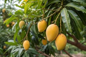 Mangue naturelle du fleuve Mékong au Vietnam, collation séchée moelleuse, meilleur prix pour les importateurs - Product Image 4