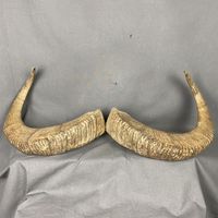 Shofar en corne de buffle japonaise de haute qualité, corne naturelle, à usage religieux, casher, écologique, décoration de fête, poli