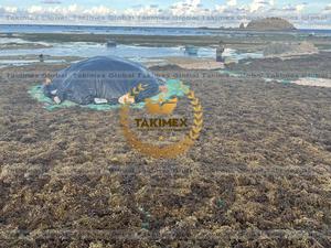 สาหร่ายทะเล Sargassum แห้งสาหร่ายทะเลทะเลแห้ง - Product Image 4