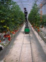 Chariot électrique à câble métallique de haute qualité, neuf, télécommandé, capacité de charge 0,5 tonne, pour serres agricoles et culture de tomates