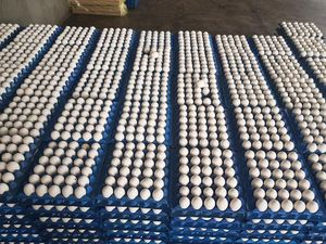 ไข่ไก่ธรรมชาติแบบ100% ขายจากเยอรมนี - Product Image 3