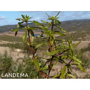 แลบดานัม - Product Image 3