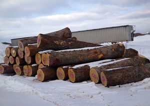 Troncos de haya de primera calidad resistentes al agua respetuosos con el medio ambiente entrega rápida para construcción de muebles proyectos al aire libre stock de madera aserrada - Product Image 4
